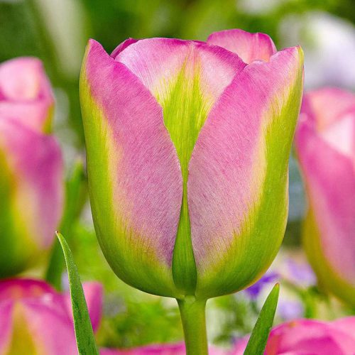 Késői tulipán - Groenland