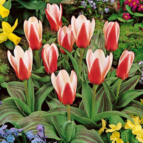Szimpla tulipán Heart's Delight