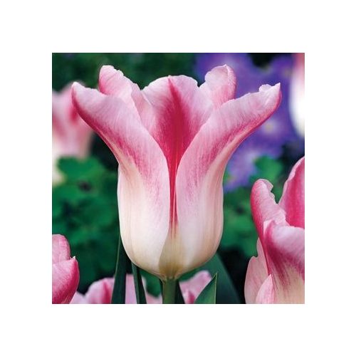 Liliomvirágú tulipán - Holland Chic, fehér és pink liliomvirágú tulipán