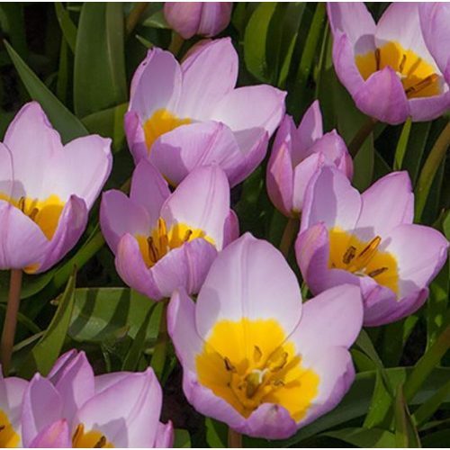 Törpe botanikai tulipán - Persian Pearl
