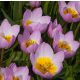 Törpe botanikai tulipán - Persian Pearl