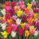 Liliomvirágú tulipán  mix 