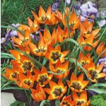 Botanikai tulipán - Little Princess