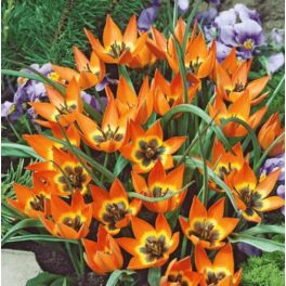 Botanikai tulipán - Little Princess