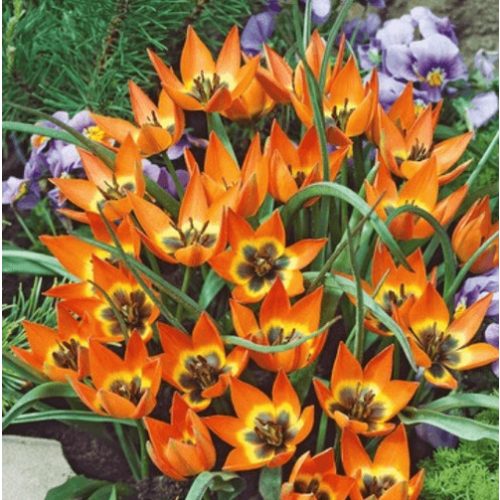 Botanikai tulipán - Little Princess