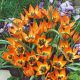 Botanikai tulipán - Little Princess