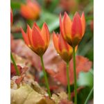 Botanikai tulipán - Little Princess
