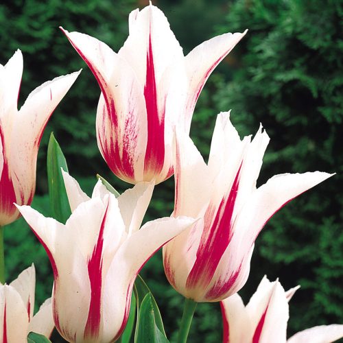 Liliomvirágú Tulipán - Marilyn, fehér-piros liliomvirágú tulipán