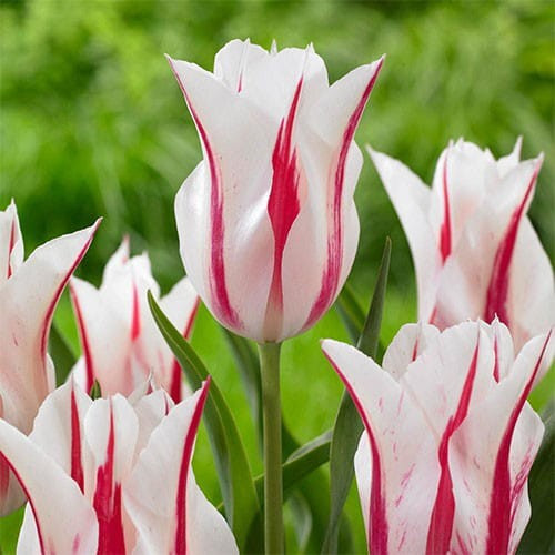 Liliomvirágú Tulipán - Marilyn, fehér-piros liliomvirágú tulipán