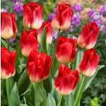 Szimpla tulipán - Match