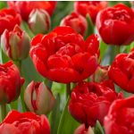 XXL Bazsarózsa virágú  piros tulipán Miranda