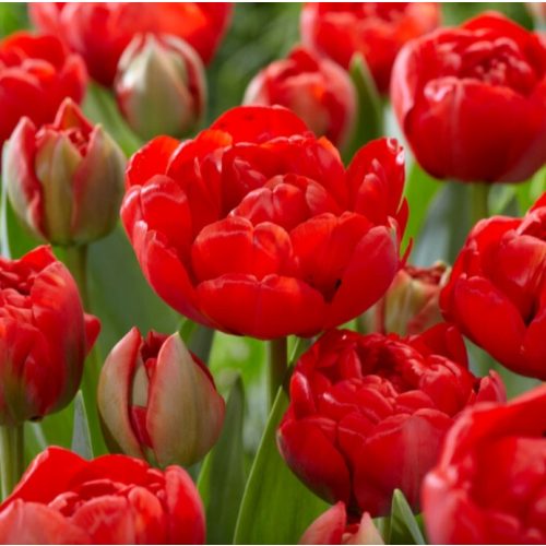 Bazsarózsa virágú  piros tulipán Miranda