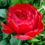 XXL Bazsarózsa virágú  piros tulipán Miranda