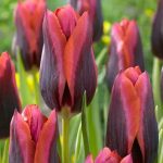 Tulipán Muvota
