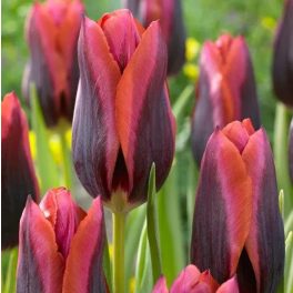 Tulipán Muvota