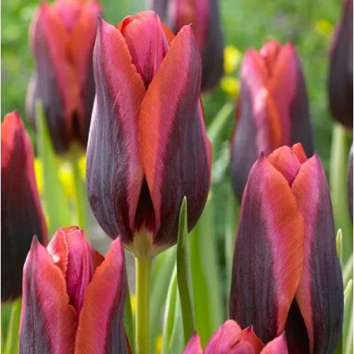 Tulipán Muvota
