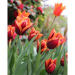 Tulipán Muvota