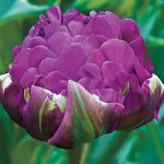 Dupla tulipán Negrita Double