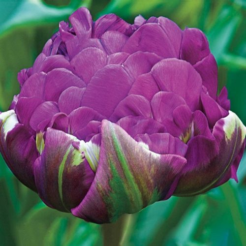 Dupla tulipán Negrita Double