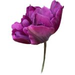 Dupla tulipán Negrita Double
