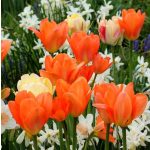 Korai tulipán Orange Emperor 
