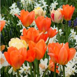 Korai tulipán Orange Emperor 