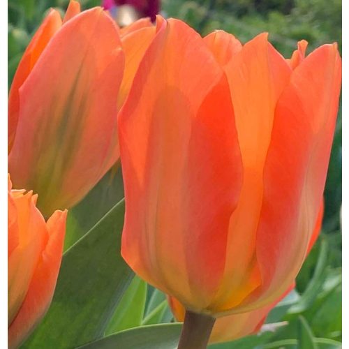 Korai tulipán Orange Emperor 