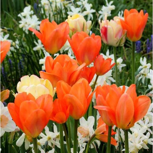 Korai tulipán Orange Emperor 