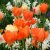 Korai tulipán Orange Emperor 