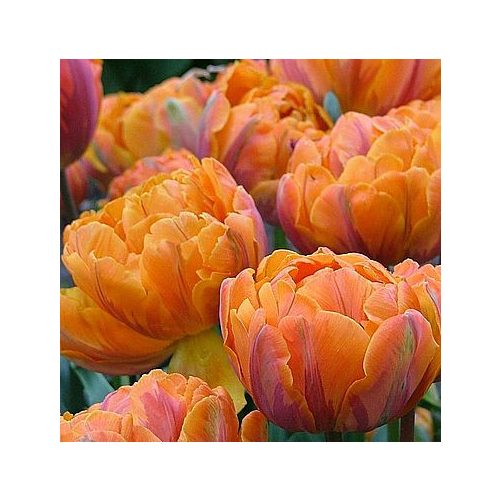 Orange Princess - dupla bazsarózsavirágú tulipán