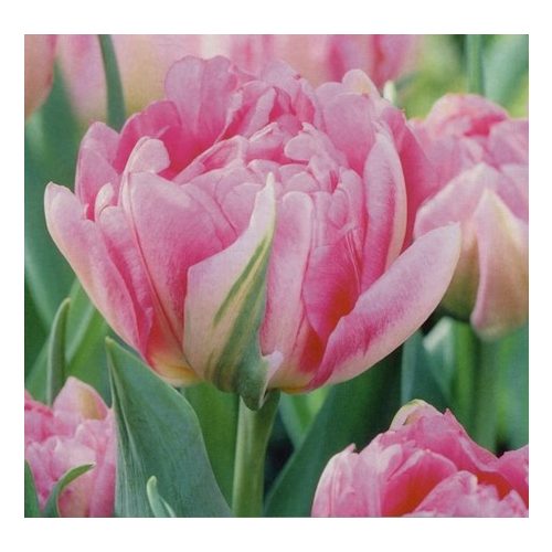 Dupla korai tulipán - Peach Blossom