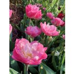 Dupla korai tulipán - Peach Blossom