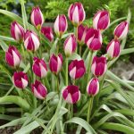 Törpe botanikai tulipán - Persian Pearl