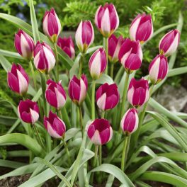 Törpe botanikai tulipán - Persian Pearl