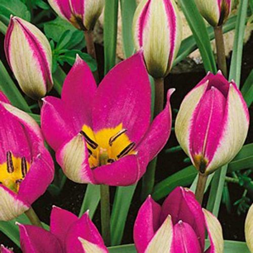 Botanikai tulipán - Persian Pearl