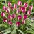 Törpe botanikai tulipán - Persian Pearl
