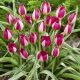 Törpe botanikai tulipán - Persian Pearl