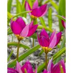 Törpe botanikai tulipán - Persian Pearl