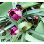 Törpe botanikai tulipán - Persian Pearl