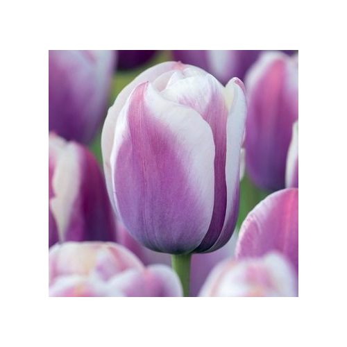 Tulipán Purple-White