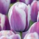 Tulipán Purple-White