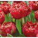 Rojtos szirmú dupla tulipán - Qatar, piros színű telt tulipán