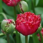 Rojtos szirmú dupla tulipán - Qatar, piros színű telt tulipán
