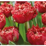 Rojtos szirmú dupla tulipán - Qatar, piros színű telt tulipán