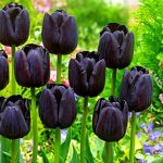  Fekete tulipán Queen of Night 