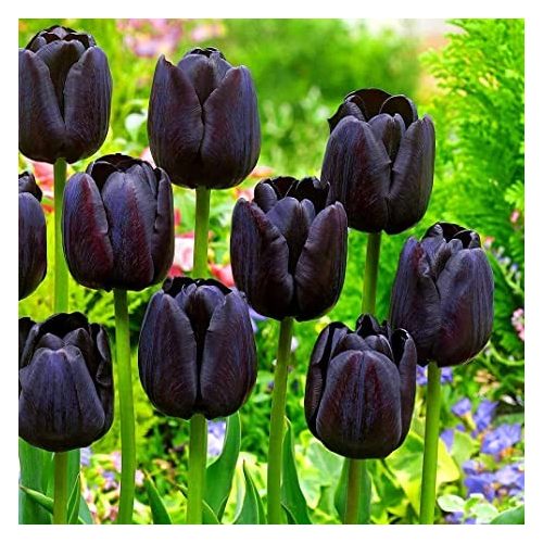 Fekete tulipán Queen of Night - extra nagy hagyma