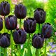 Fekete tulipán Queen of Night - XL HAGYMA