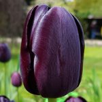  Fekete tulipán Queen of Night 