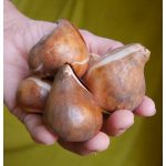  Fekete tulipán Queen of Night 