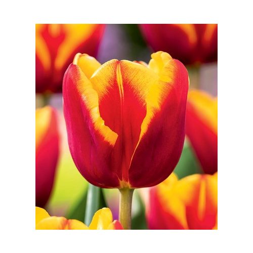 Tulipán Red-Yellow 